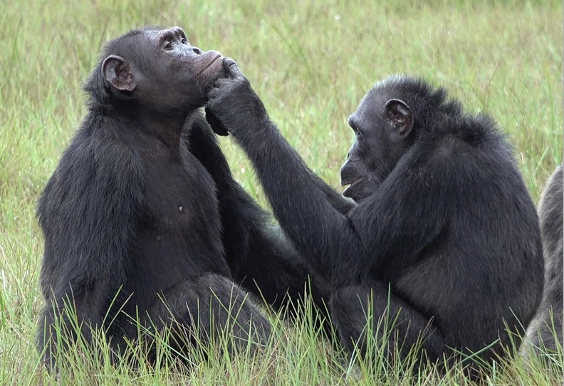Chimpanzees, Loango National Park, Gabon, Africa
